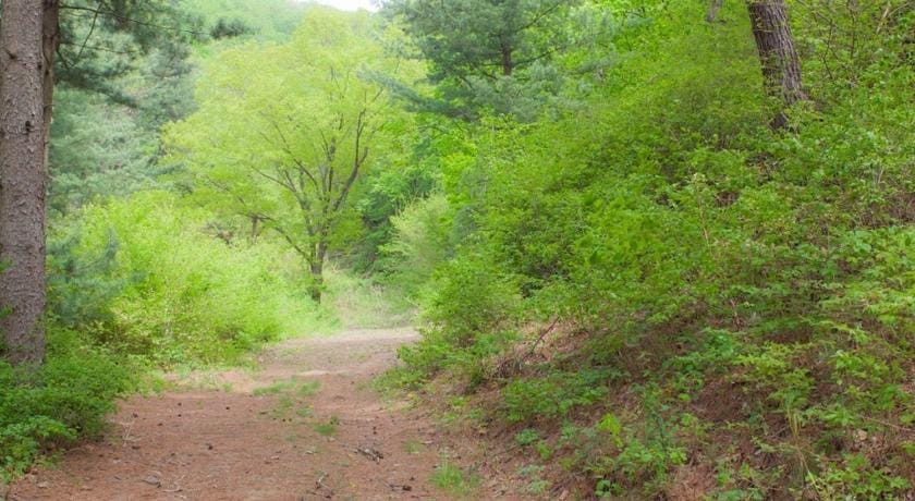 Gangwon Taegisan morning birdsong Bed and Breakfast in South Korea