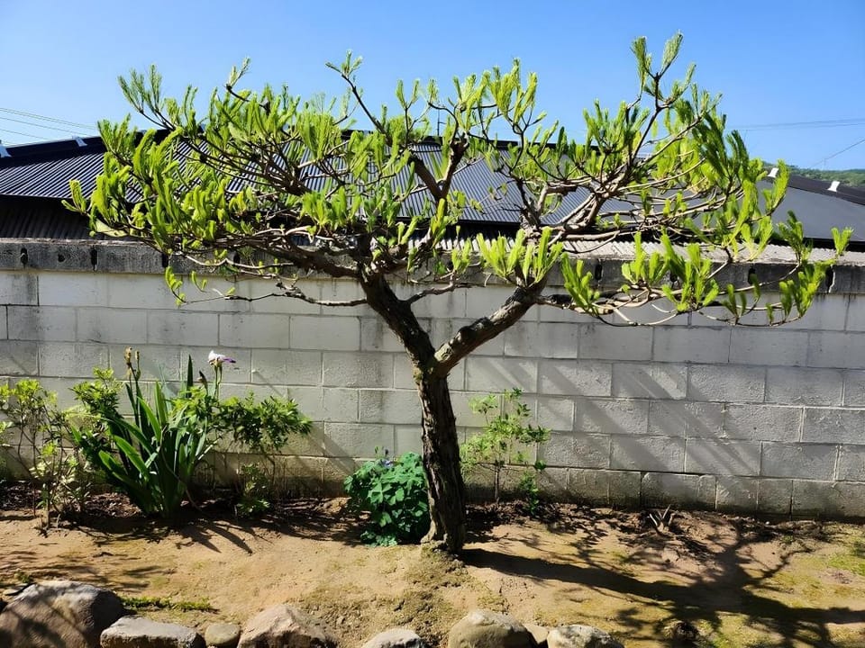 Jeonju Hanok-an hanok_an Pension Bed and Breakfast in South Korea