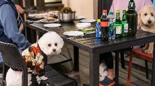 Anmyeondo gaesta pension Bed and Breakfast in South Korea