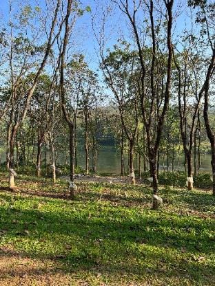 Riverview Resort Kanjar Vacation rental in Kerala