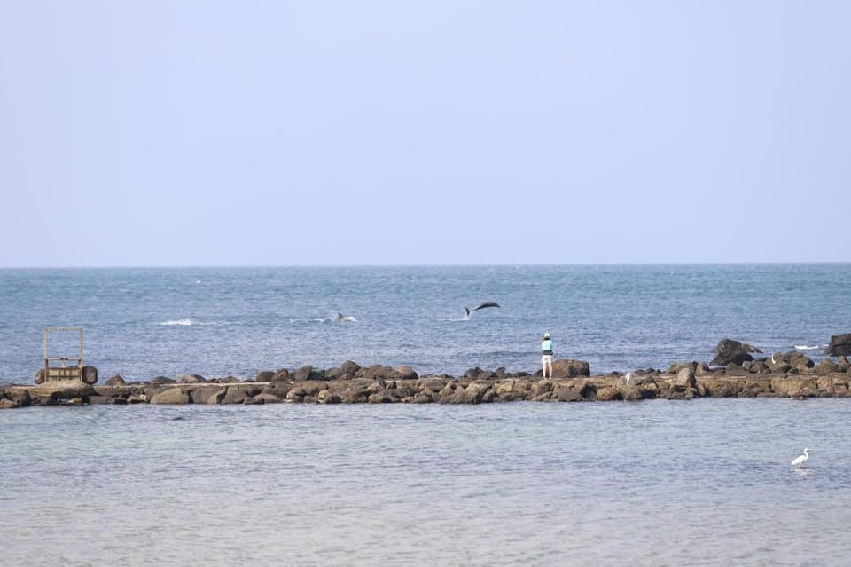 Jeju dogri 3083 dolphin view ocean view Bed and Breakfast in South Korea