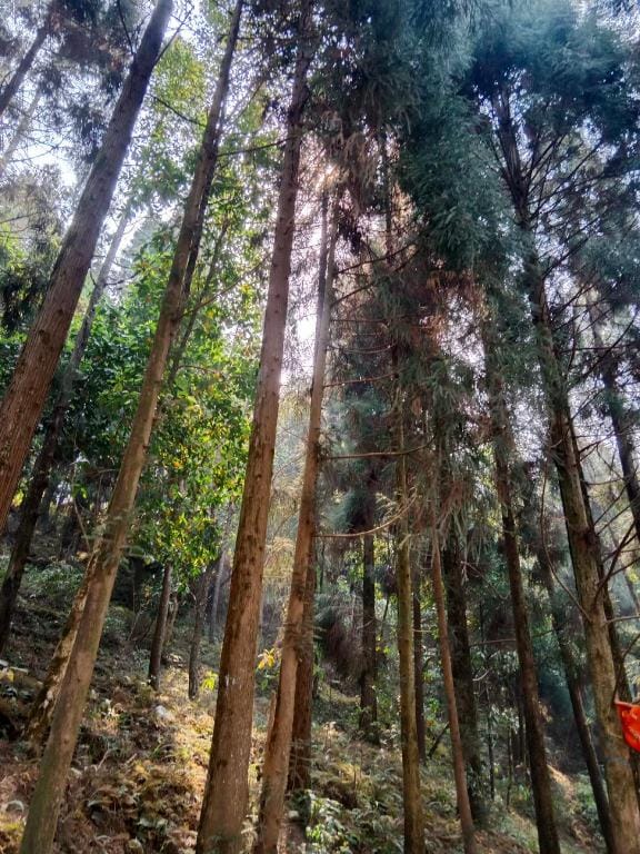 Suruchi homestay  Vacation rental in West Bengal