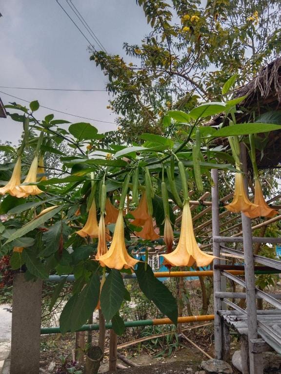 Suruchi homestay  Vacation rental in West Bengal