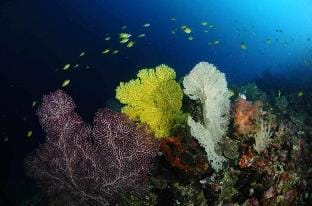 Moalboal Bungalows Vacation rental in Central Visayas