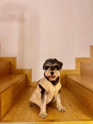 Halo Pet - Homestay Apartment in Nanjing