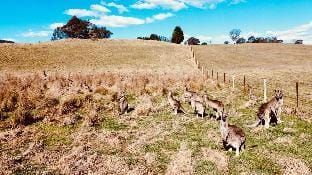 Mountain Culture Farm Stay (pet friendly) Vacation rental in Kanimbla