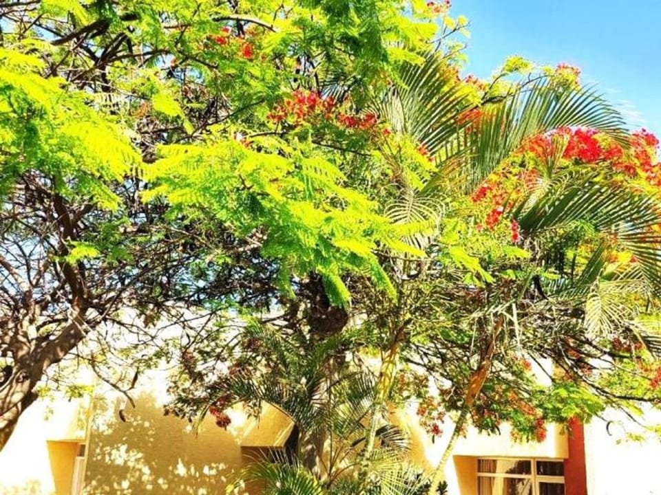 El cortijo, pool view Apartment in Playa de las Americas