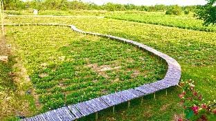 Thanh Chiêm Village Farm Stay in Da Nang
