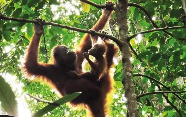 Backpacker Lodge Vacation rental in Indonesia