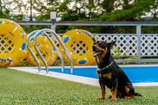 Chuncheon Happy's Day Dog Pension Bed and Breakfast in Gyeonggi-do