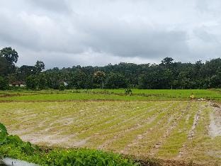 Tiger's corner Cottages and Plantation stay Villa in Kerala