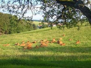 Siefertshof Comfortable holiday residence Vacation rental in Hesse