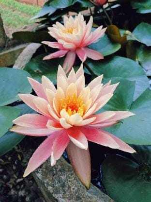 Hoa Chuông Xanh Vacation rental in Dalat