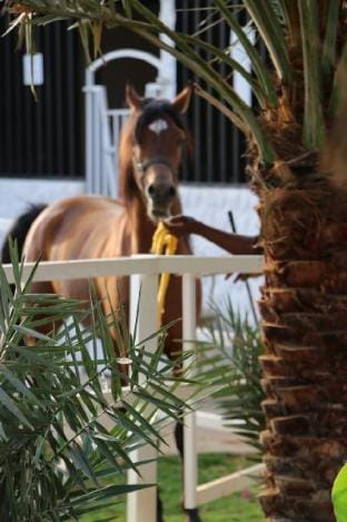 Qiddiya Oasis Resort Najd Section Vacation rental in Riyadh Province