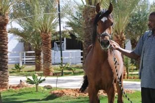 Qiddiya Oasis Resort Najd Section Vacation rental in Riyadh Province