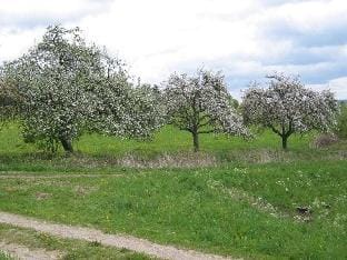 Sabine Comfortable holiday residence Vacation rental in Rhineland-Palatinate