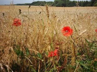 Zum Kuckuck Comfortable holiday residence Vacation rental in Mecklenburg-Vorpommern, Germany