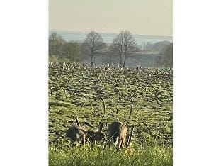Hasenhaus Comfortable holiday residence Vacation rental in Schleswig-Holstein