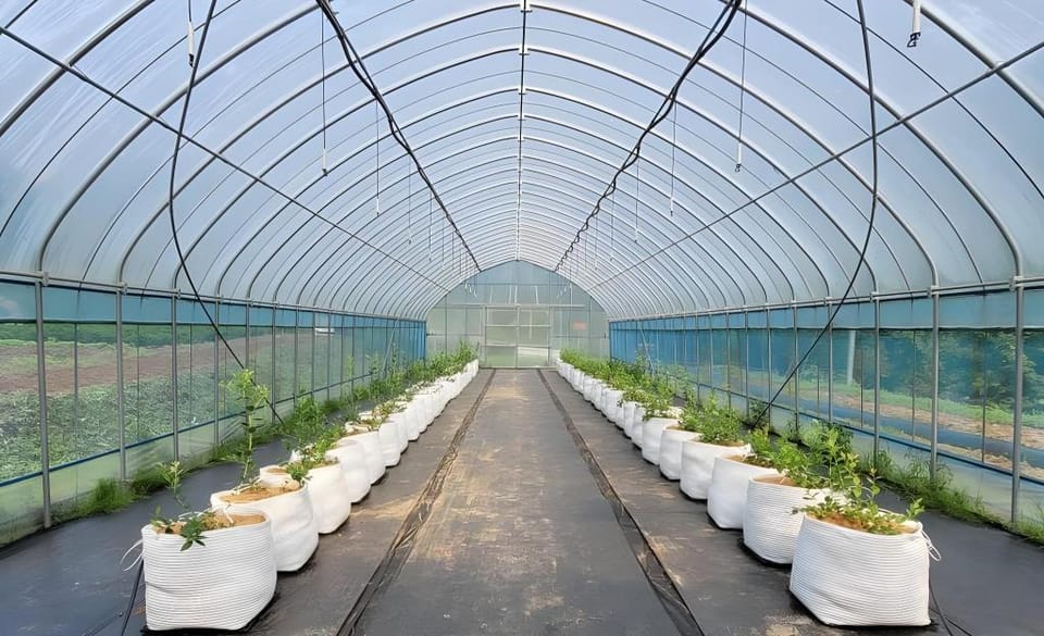 Uljin Wangpicheon Healing Farm Bed and Breakfast in South Korea