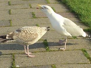 Lutje Carolinensiel Harlesiel Vacation rental in Wangerland