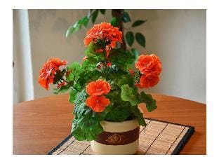 Seelilie 1 Comfortable holiday residence Vacation rental in Glowe
