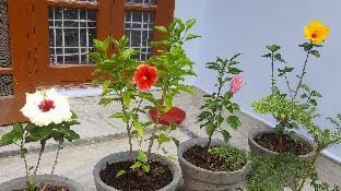 luxurious retreat villa  Villa in Dehradun