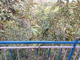Dimp's & Rimp's Homestay Vacation rental in Madikeri