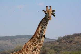 Karkloof Safari Spa Vacation rental in KwaZulu-Natal