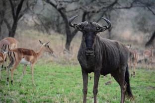 Karkloof Safari Spa Vacation rental in KwaZulu-Natal