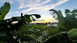 Rice Field Sunset View Villa Canggu Villa in North Kuta