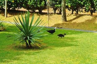 Bungalow Sao Miguel near Vila Franca Beach Vacation rental in Azores District
