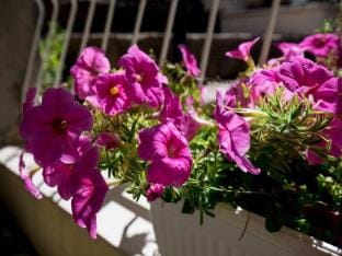 Rooms Batina - Double Room-1 Apartment in Dubrovnik