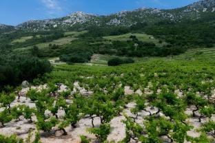 Apartments Villa Dingac-Borak - Comfort Two Bedroom Apartment with Balcony No.6 Apartment in Dubrovnik-Neretva County