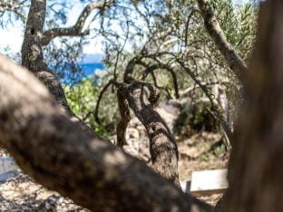 Olives Garden House - Three Bedroom Holiday Home with Terrace and Sea View Vacation rental in Dubrovnik-Neretva County