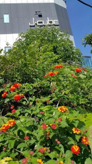 J cube home stay n pension Bed and Breakfast in South Korea