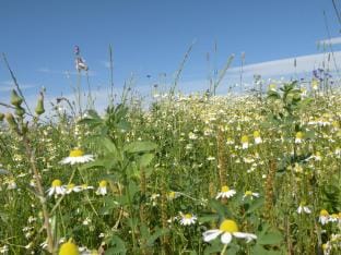 Holiday Home in Durbuy with BBQ  Terrace Vacation rental in Wallonia, Belgium