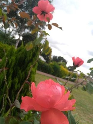 De Wamala Gardens & Hotel Villa in Uganda
