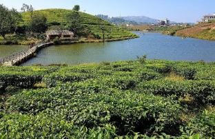 Green and Green  Vacation rental in Kerala