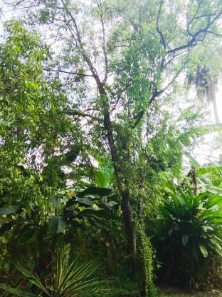 Lamp Colonial Bungalow Airport Vacation rental in Western Province