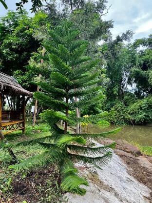 เดอริว่าลำตะคลอง Vacation rental in Laos