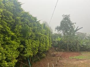 Greenspun homestay Vacation rental in Kerala