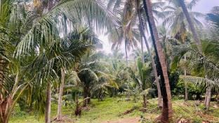 Mayukham Farm House Vacation rental in Kerala