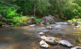 Forest Dome Vacation rental in New South Wales