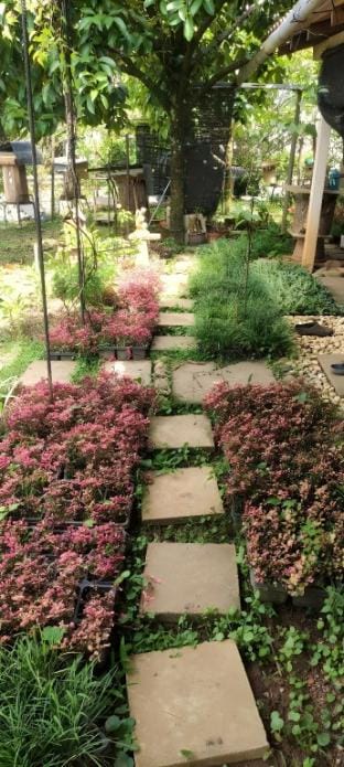 Bentong Hill Cottage Vacation rental in Selangor, Malaysia