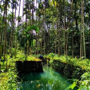 Forest Fusion:LOSE YOURSELF IN NATURE'S LUXURY Vacation rental in Kerala