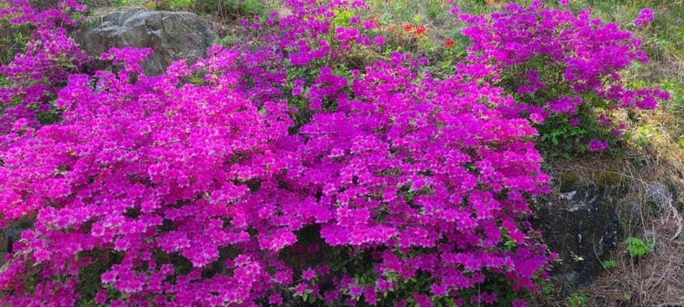 Wonju Sarichi Land in Forest Pension Bed and Breakfast in South Korea