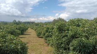 14,400 SQ.M. entire place with mountain view Vacation rental in Thailand
