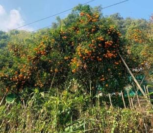 Orange valley homestay - Tabakoshi Vacation rental in West Bengal