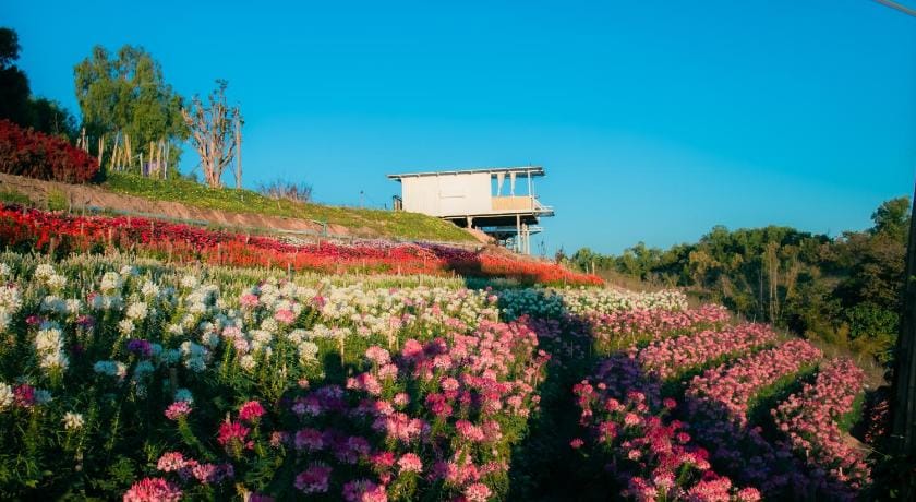 Khaokho flower camp Hotel in Laos