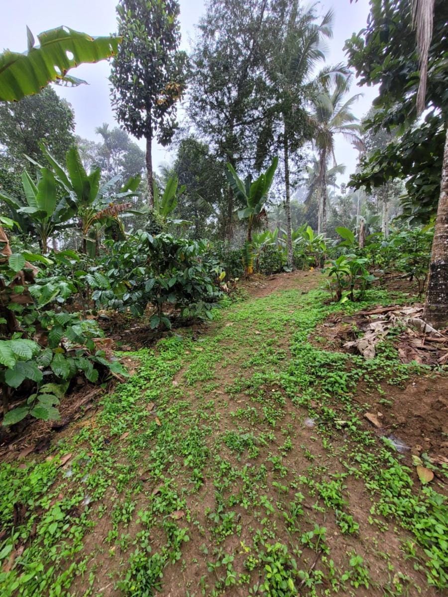 The Forest Temple Vacation rental in Kerala